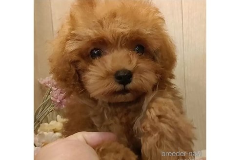 成約済の愛知県のティーカッププードル-311344の2枚目