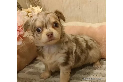 成約済の愛知県のチワワ(ロングコート)-320858の4枚目