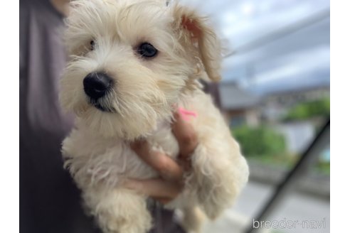 成約済の滋賀県のミックス犬-310122の2枚目