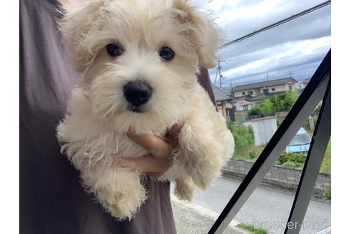 成約済の滋賀県のミックス犬-310122の4枚目