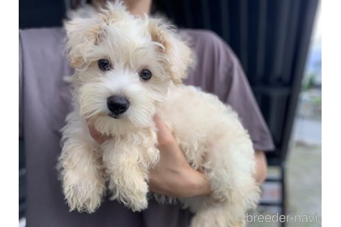 成約済の滋賀県のミックス犬-310122の5枚目