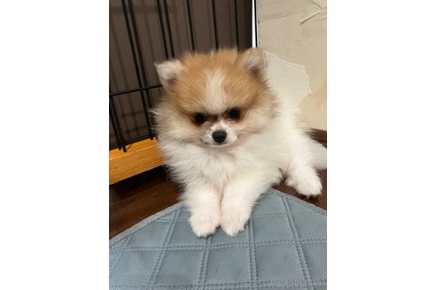 成約済の滋賀県のポメラニアン-309234の3枚目