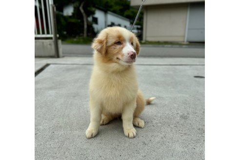 成約済の山梨県のオーストラリアンシェパード-304364の5枚目