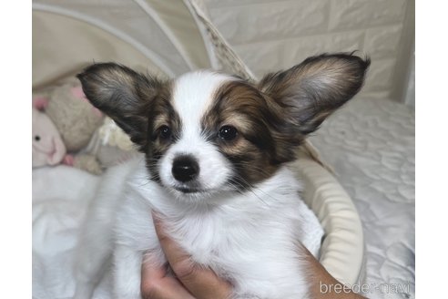 成約済の埼玉県のパピヨン-314071の2枚目