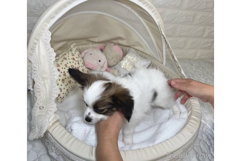成約済の埼玉県のパピヨン-314072の7枚目