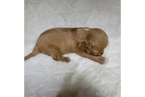 成約済の神奈川県のミックス犬-322008の4枚目