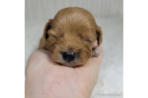 成約済の神奈川県のミックス犬-322008の2枚目