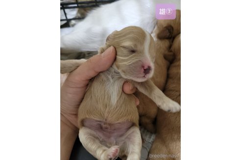 成約済の神奈川県のミックス犬-322009の17枚目