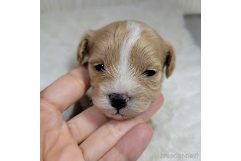 成約済の神奈川県のミックス犬-322009の16枚目