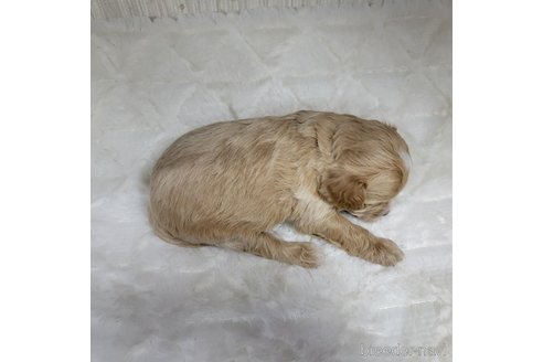成約済の神奈川県のミックス犬-322009の15枚目
