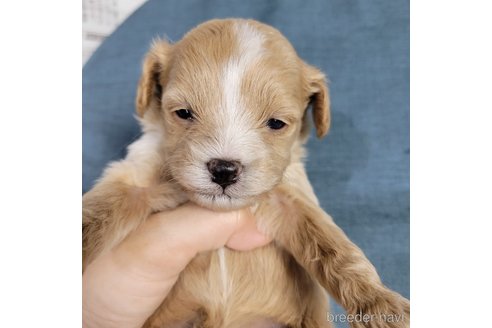 成約済の神奈川県のミックス犬-322009の14枚目