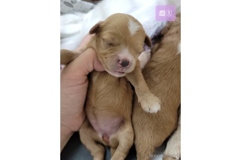 成約済の神奈川県のミックス犬-322011の16枚目