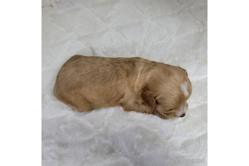 成約済の神奈川県のミックス犬-322011の13枚目