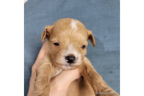 成約済の神奈川県のミックス犬-322011の14枚目