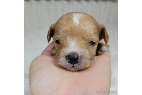 成約済の神奈川県のミックス犬-322011の15枚目