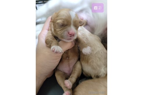 成約済の神奈川県のミックス犬-322010の3枚目