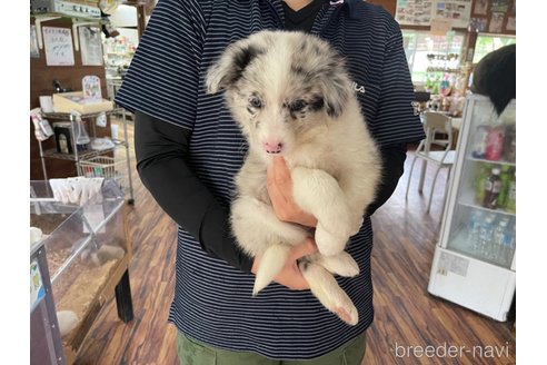 成約済の長野県のボーダーコリー-315408の8枚目