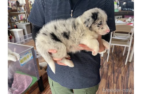 成約済の長野県のボーダーコリー-315408の3枚目