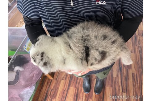 成約済の長野県のボーダーコリー-315408の6枚目