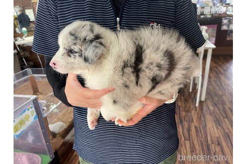 成約済の長野県のボーダーコリー-315408の4枚目