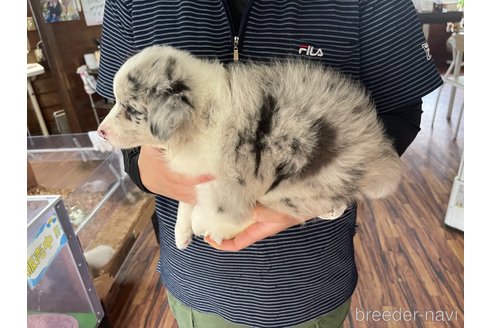 成約済の長野県のボーダーコリー-315408の7枚目