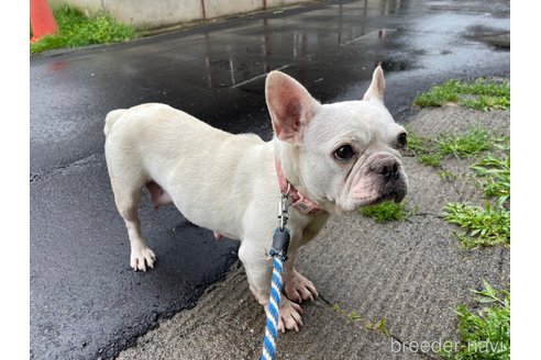 シーマちゃん1枚目