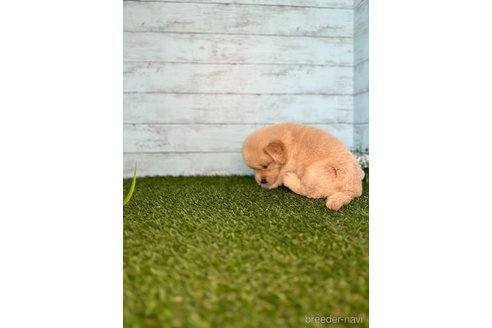 成約済の三重県のゴールデンレトリーバー-320956の3枚目