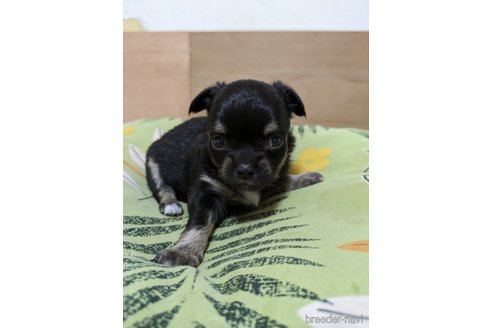 成約済の大分県のチワワ(ロングコート)-320968の2枚目