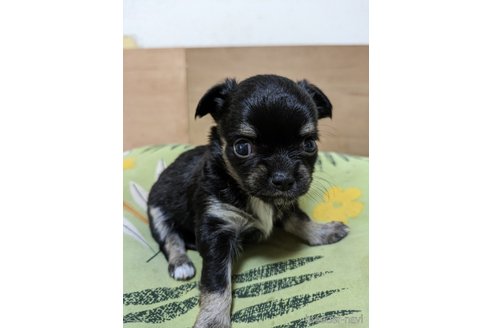 成約済の大分県のチワワ(ロングコート)-320968の3枚目