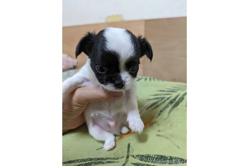 成約済の大分県のチワワ(ロングコート)-320970の3枚目