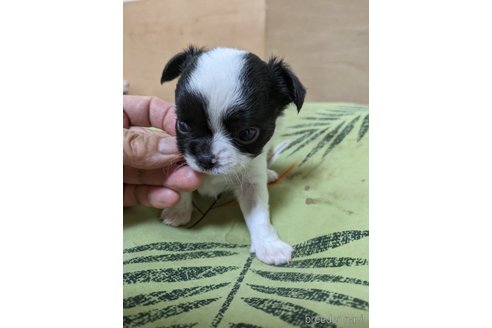 成約済の大分県のチワワ(ロングコート)-320970の2枚目