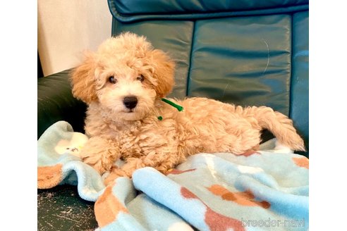 成約済の静岡県のビションプー:ビションフリーゼ×トイプードル-309581の36枚目