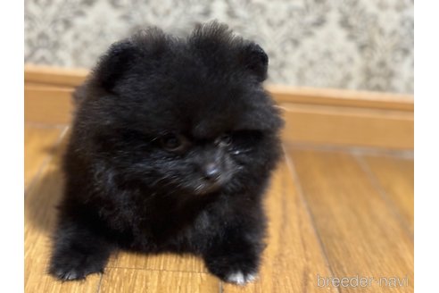 成約済の千葉県のポメラニアン-314121の2枚目