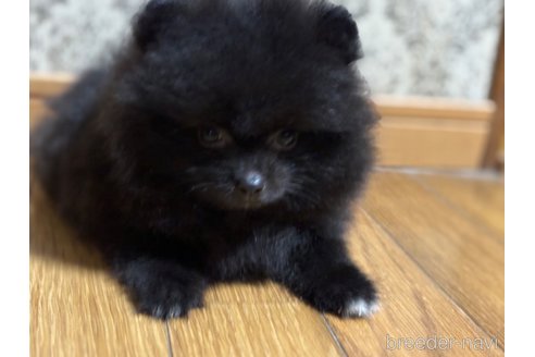 成約済の千葉県のポメラニアン-314121の4枚目