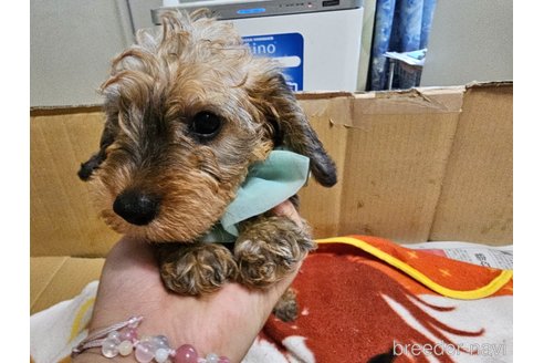 成約済の愛知県のミニチュアダックスフンド(ワイヤーヘアード)-318506の7枚目