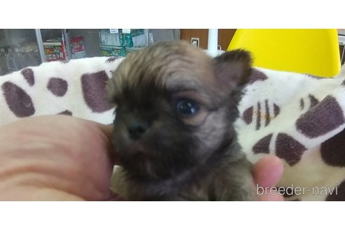 成約済の愛知県のチワワ(ロングコート)-320984の7枚目