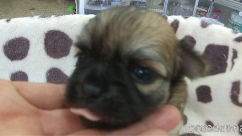 成約済の愛知県のチワワ(ロングコート)-320986の10枚目