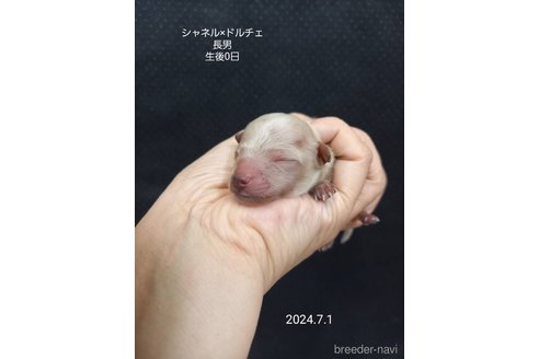 成約済の大阪府のティーカッププードル-321007の11枚目