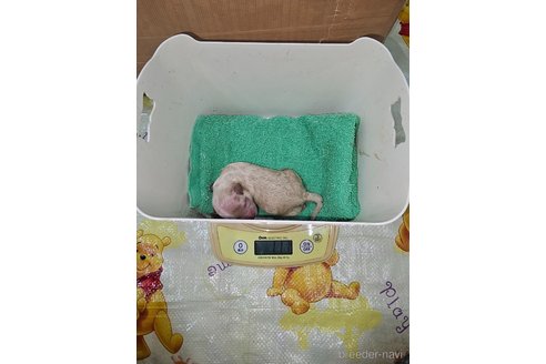 成約済の大阪府のティーカッププードル-321007の10枚目