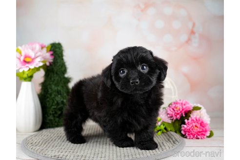 成約済の栃木県のミックス犬-321009の5枚目