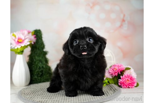 成約済の栃木県のミックス犬-321009の6枚目