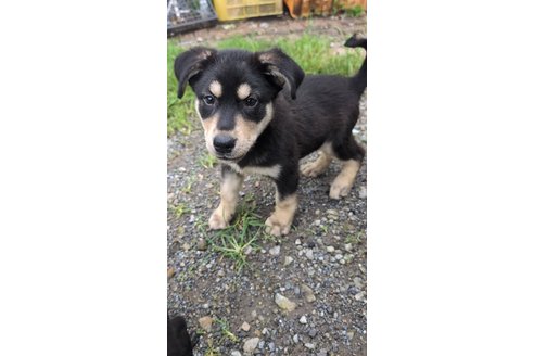 商談中の宮崎県のミックス犬-321016の4枚目