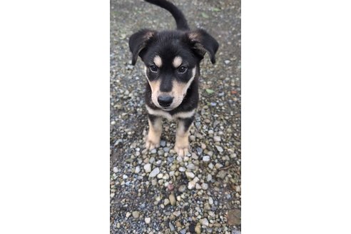商談中の宮崎県のミックス犬-321016の5枚目