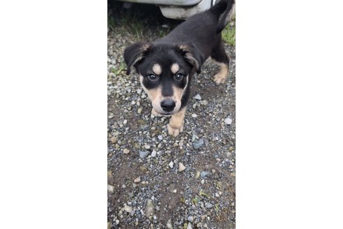 商談中の宮崎県のミックス犬-321016の6枚目