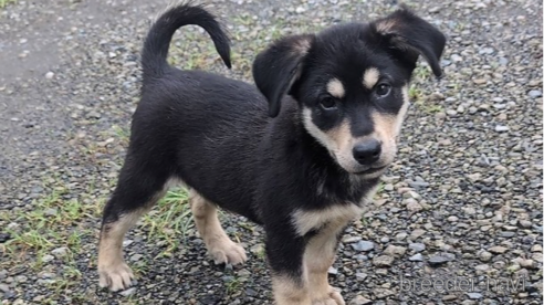 商談中の宮崎県のミックス犬-321016の3枚目