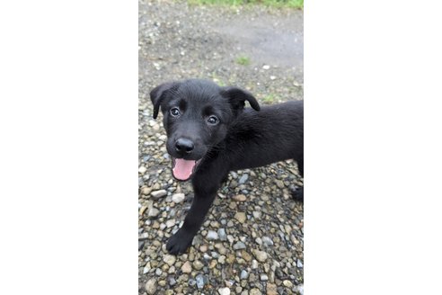 成約済の宮崎県のミックス犬-321019の1枚目