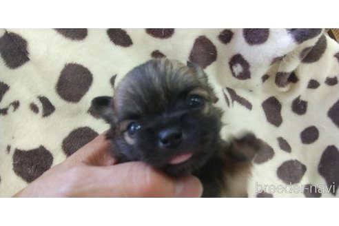 成約済の愛知県のチワワ(ロングコート)-321032の10枚目