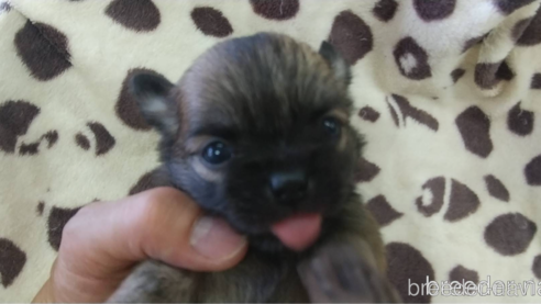 成約済の愛知県のチワワ(ロングコート)-321032の9枚目