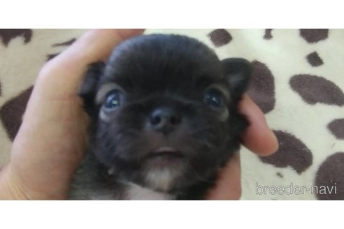 成約済の愛知県のチワワ(ロングコート)-321033の14枚目