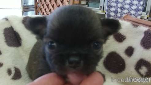 成約済の愛知県のチワワ(ロングコート)-321033の13枚目